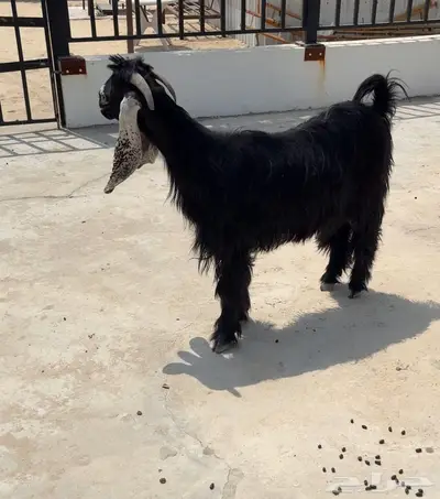 عنز ثنيه معرفه 1