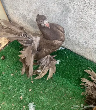 طبات رقاص هندي فاخره 6