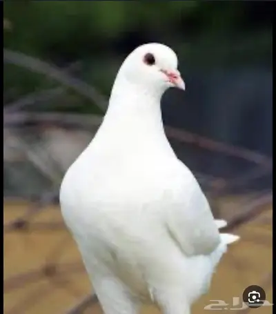 مطلوب حمام فرنسي 0