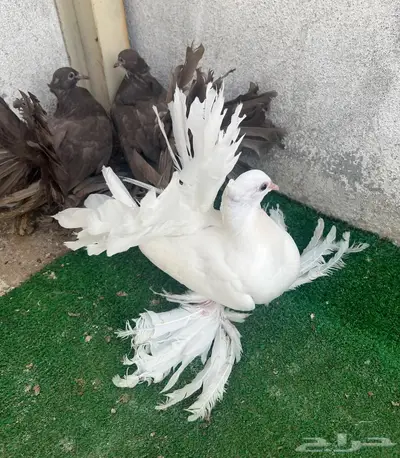 طبات رقاص هندي فاخره 3