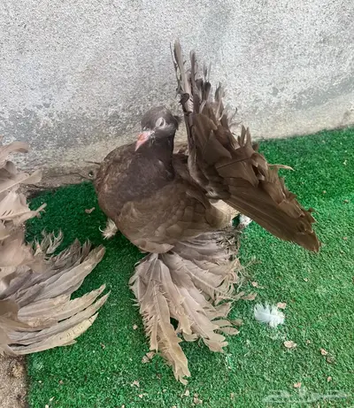 طبات رقاص هندي فاخره 5