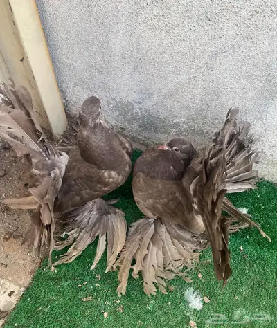 طبات رقاص هندي فاخره 2