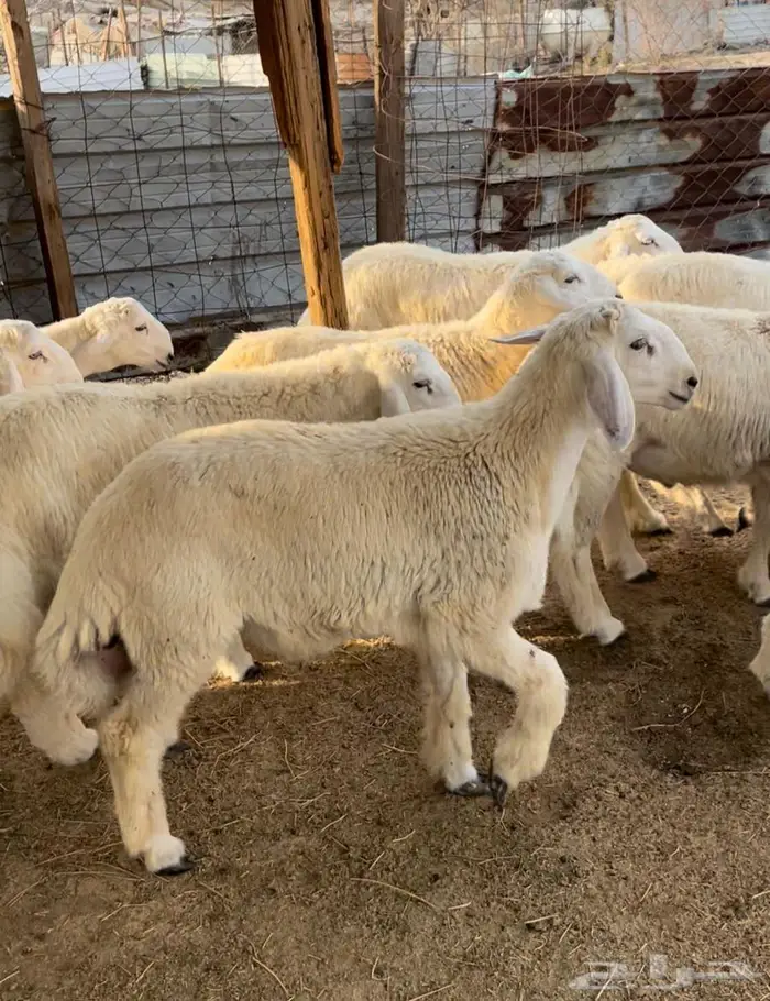 ذبايح طليان حريه سواكن مع التوصيل 11