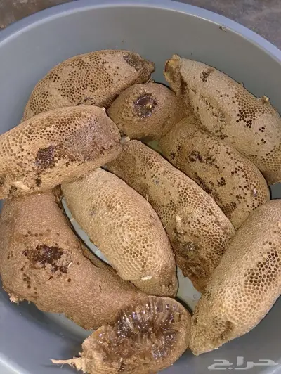 عسل بري حر. 16 كيلو اليوم جديد 1