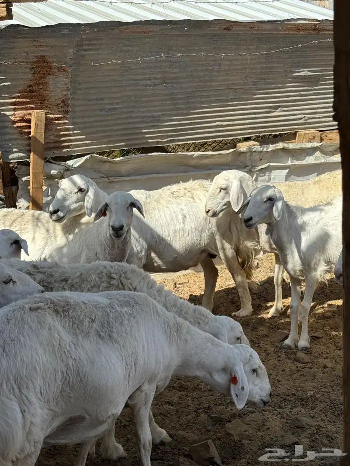 ضان حريه دفيع وضريع على السونار 3