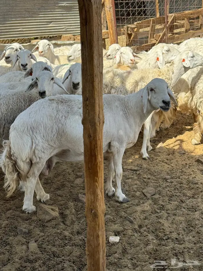 ضان حريه دفيع وضريع على السونار 4