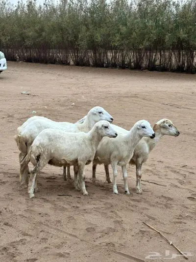 للبيع 5رخيل بلدي فواخر 2