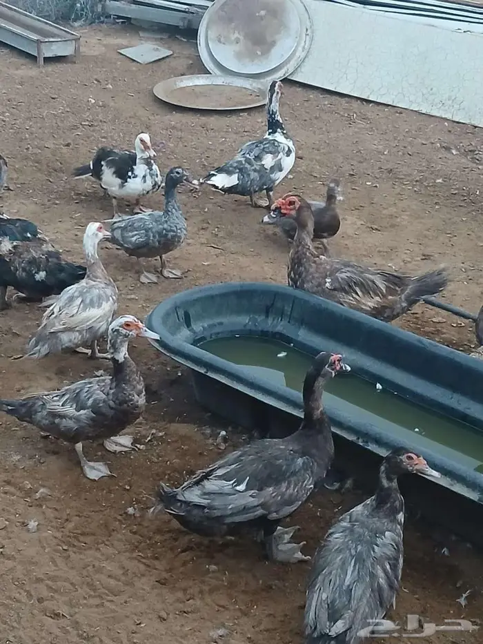 بط مصري عدد 19بياض 4