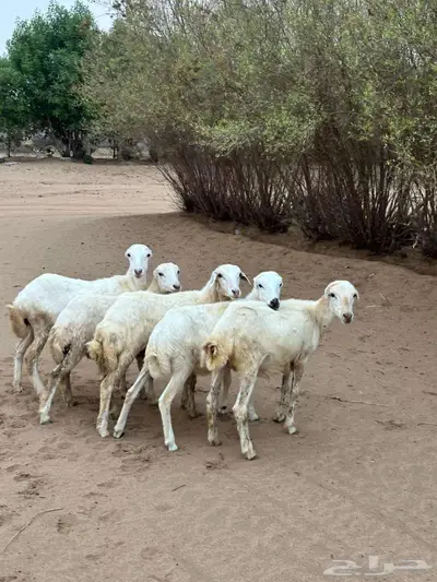 للبيع 5رخيل بلدي فواخر 1