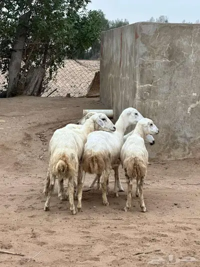 للبيع 5رخيل بلدي فواخر 0