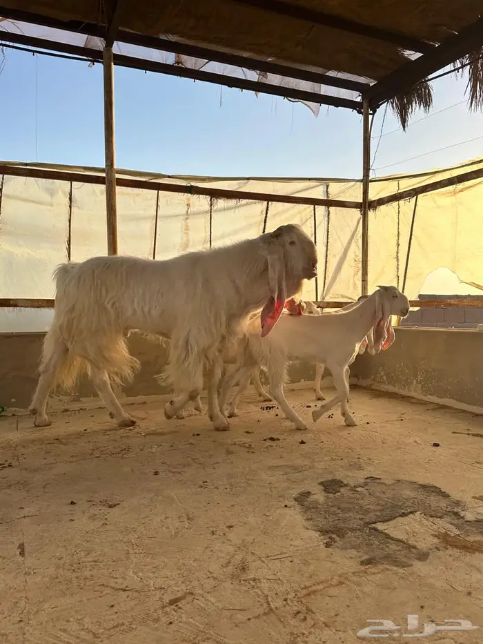 تيس مطور فحل منتج 6