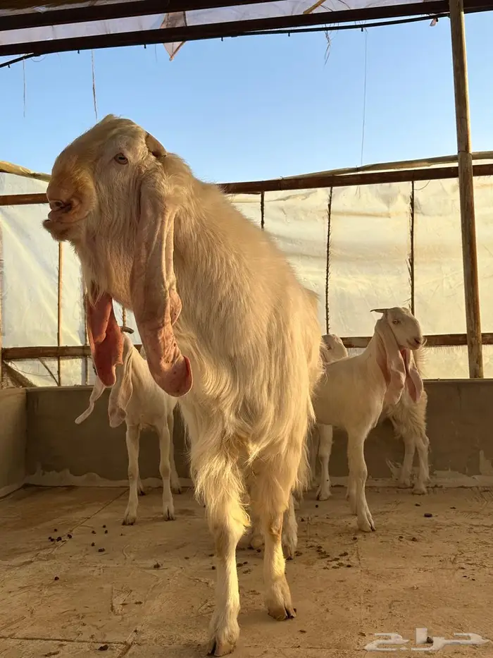 تيس مطور فحل منتج 4