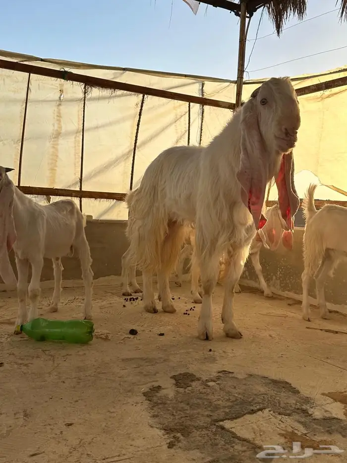 تيس مطور فحل منتج 3