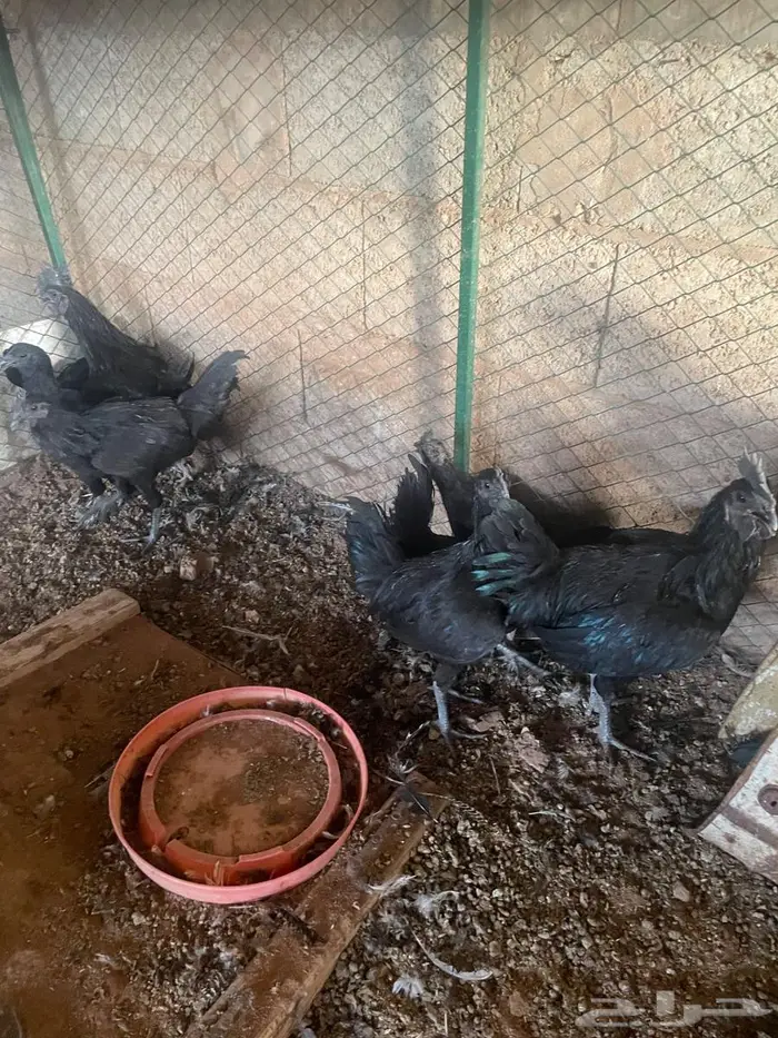دجاج اندنوسي 0