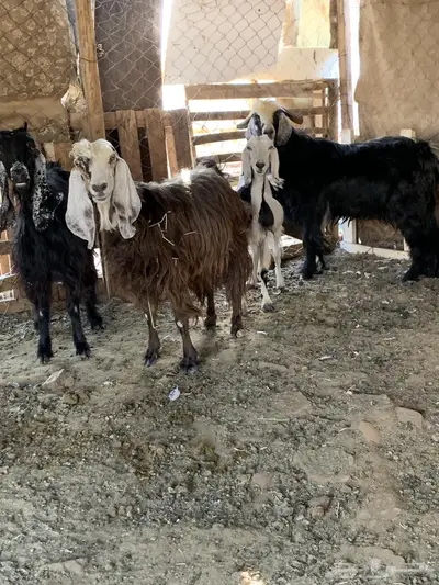 معزا مع فحلها العدد 5 ثنيه وسديس وتامه من 750 6