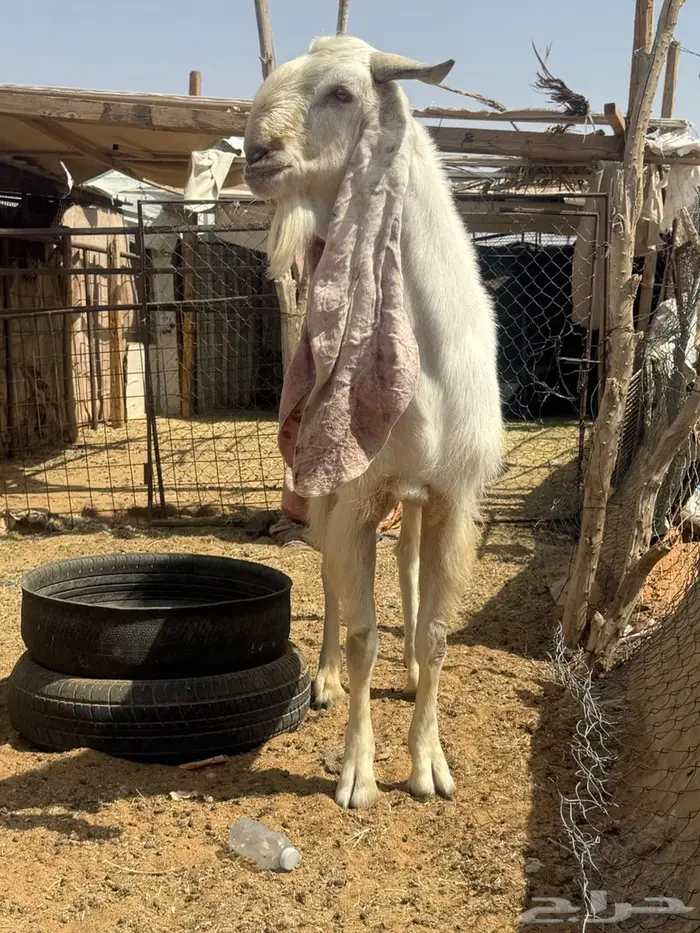 للبيع تيس فحل مطور طيب 2