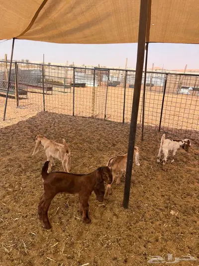 دواغير تيوس 4