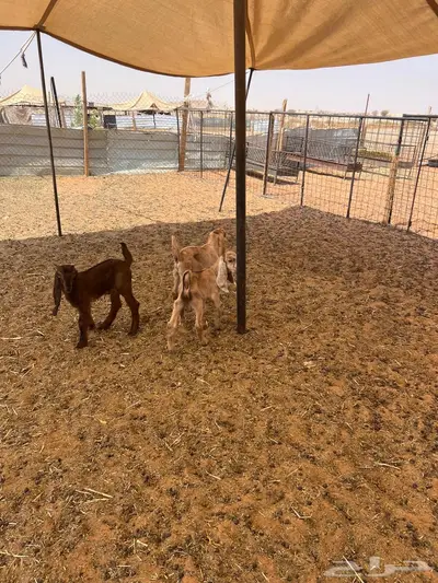 دواغير تيوس 0