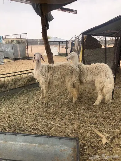 نعجتين صفر 0