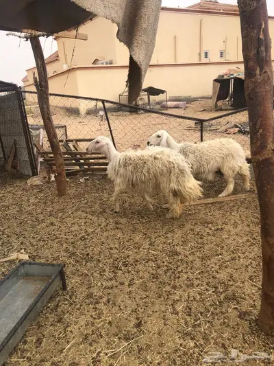 نعجتين صفر 1