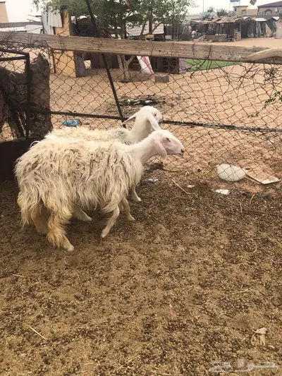 نعجتين صفر 2