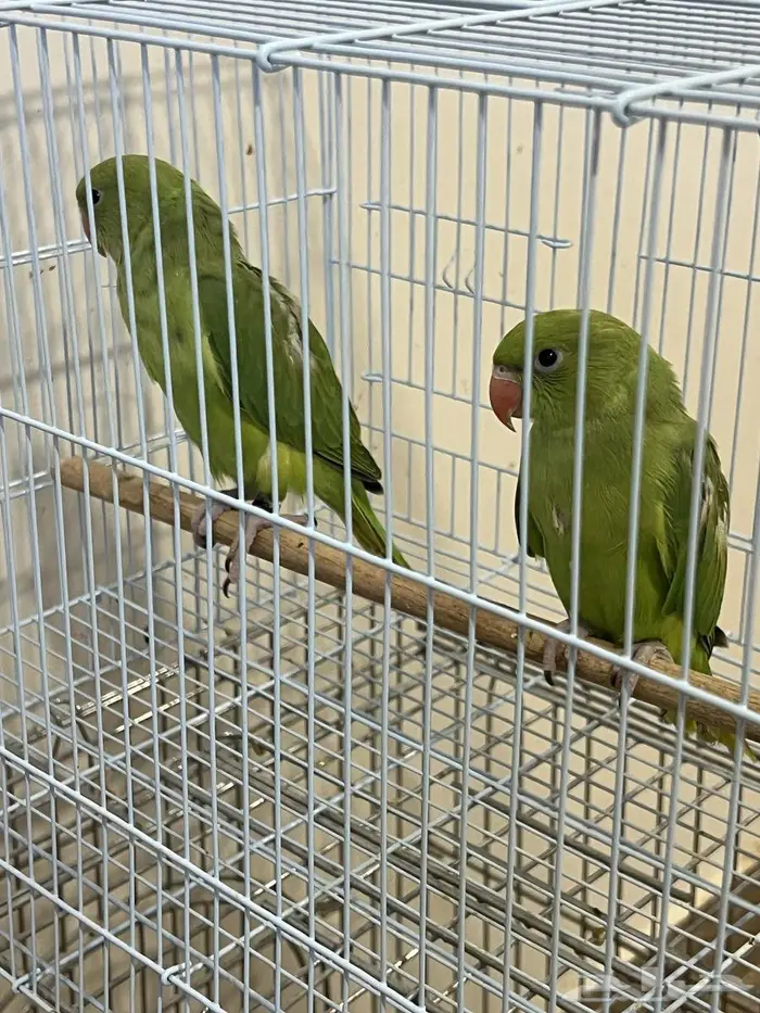 فروخ دره ( تم البيع الله يبارك له ) 0