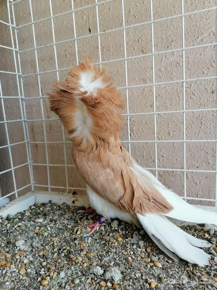 حمام للبيع مجموعة كبيرة 13