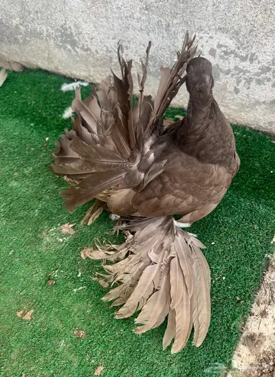 طبات رقاص هندي فاخره 4