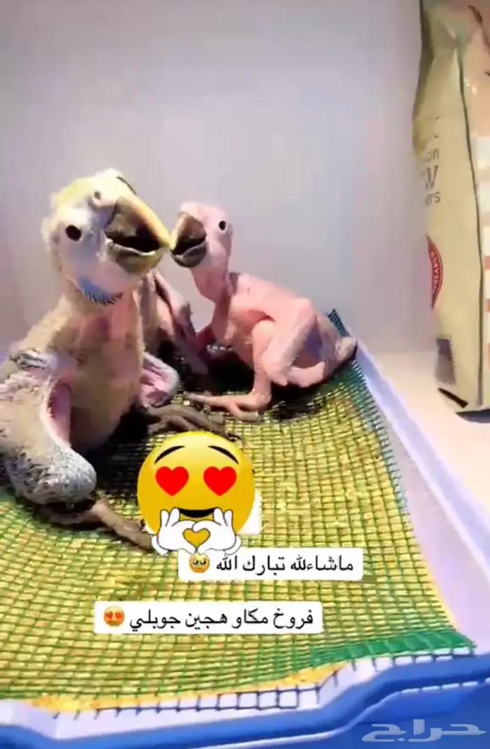 فروخ مكاو هجين جوبلي احجام مميزه ماشاءلله تم البيع 0