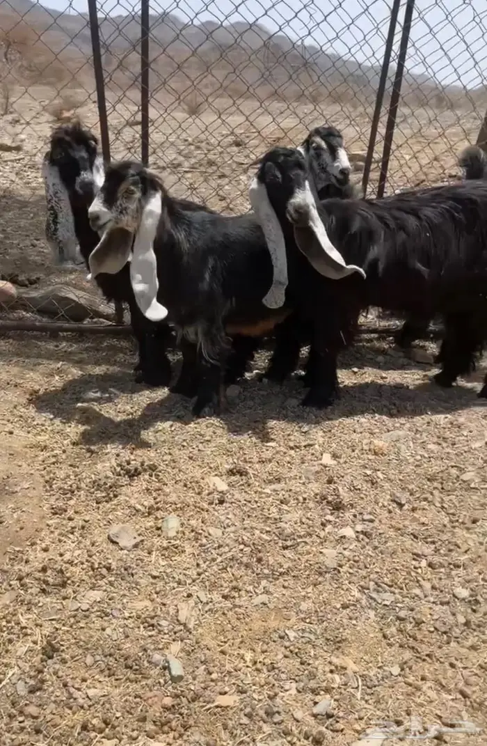 جذعات عوارض كفو صنف 3