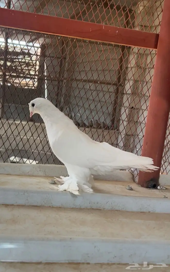 حمام تركي(تم البيع). 0