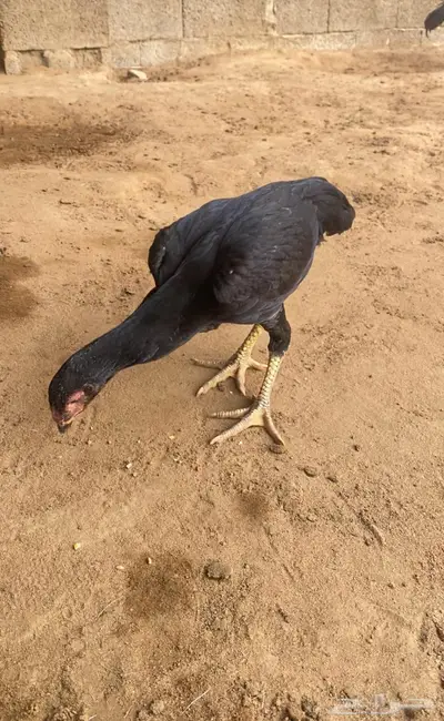 شامو الماني 3