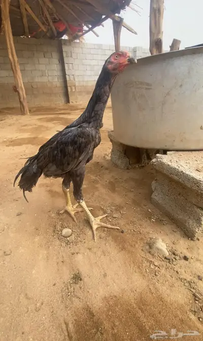 شامو الماني 1