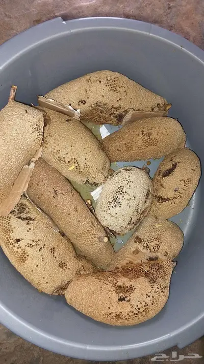 عسل بري حر. 16 كيلو اليوم جديد 0
