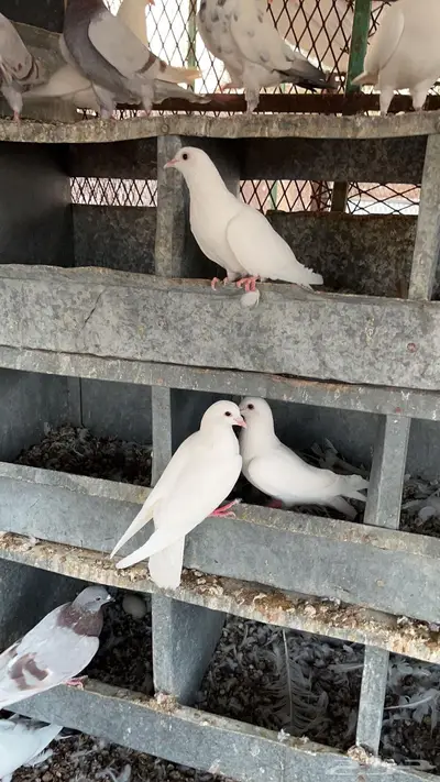 حمام لاحم 8