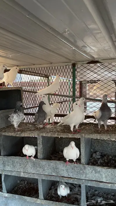حمام لاحم 3