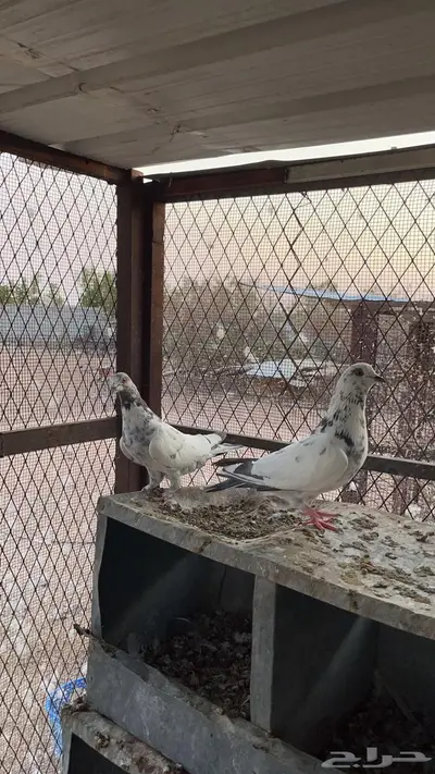 حمام لاحم 5