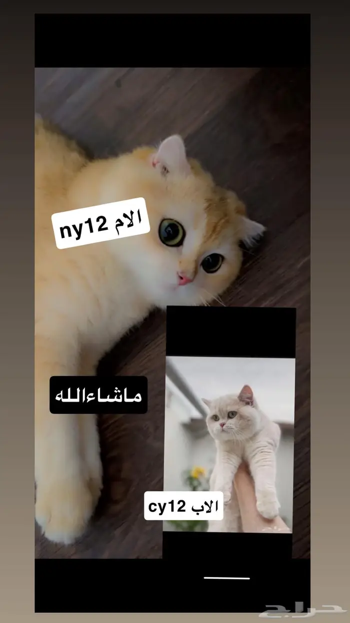 قطط سكوتش مسجلين   تم البيع 0