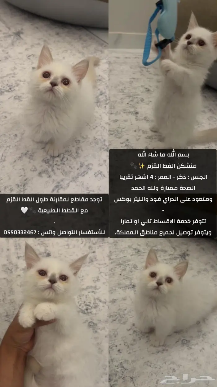 منشكن ( القط القزم ) 0