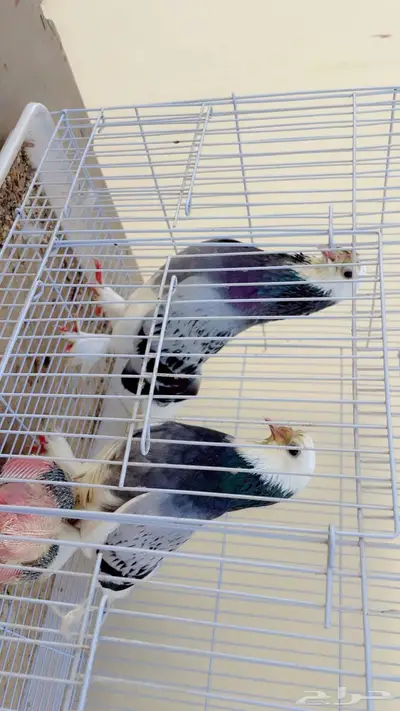زوج حمام تركي 3