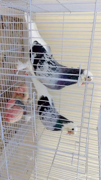 زوج حمام تركي 4