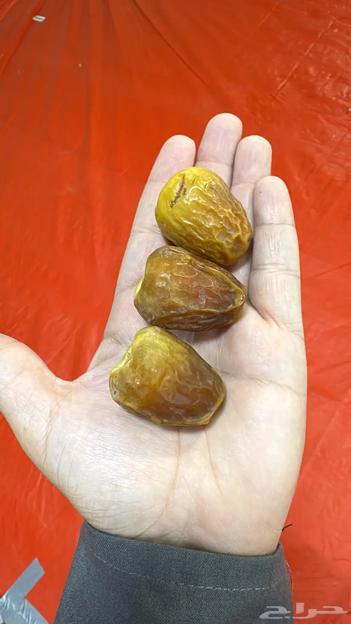 تمر سكري فاخر ومتنوع من مزارعنا بالقصيم بريدة الغماس 0