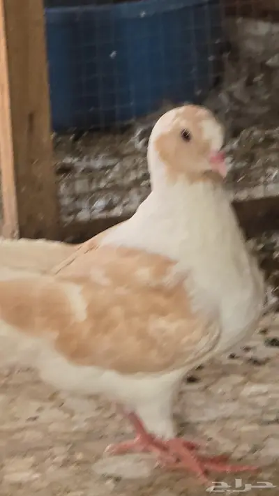 كنق مودينا كريمي جامبو وأنتاجه 2