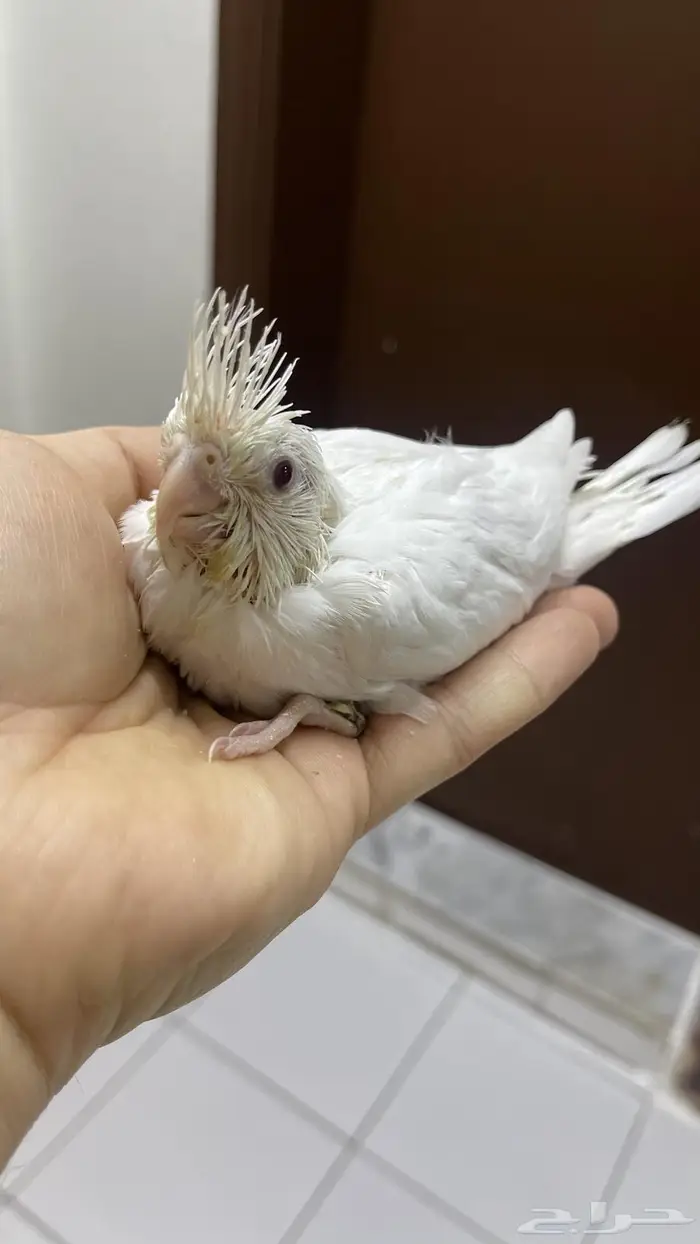 فرخين كروان البينو( تم البيع ) 0