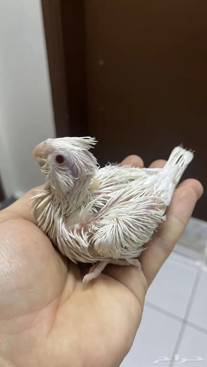 فرخين كروان البينو( تم البيع ) 2