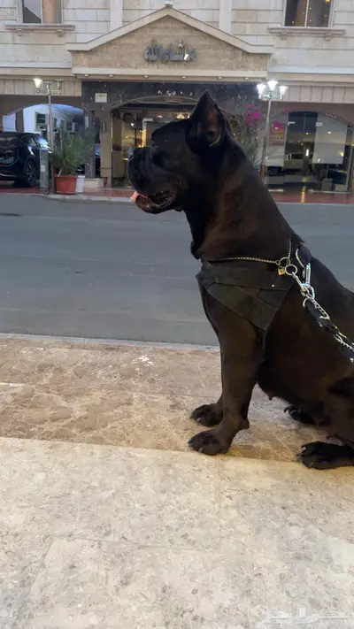 كيين كورسو ايطالي انثى مستورده للبيع جده 0