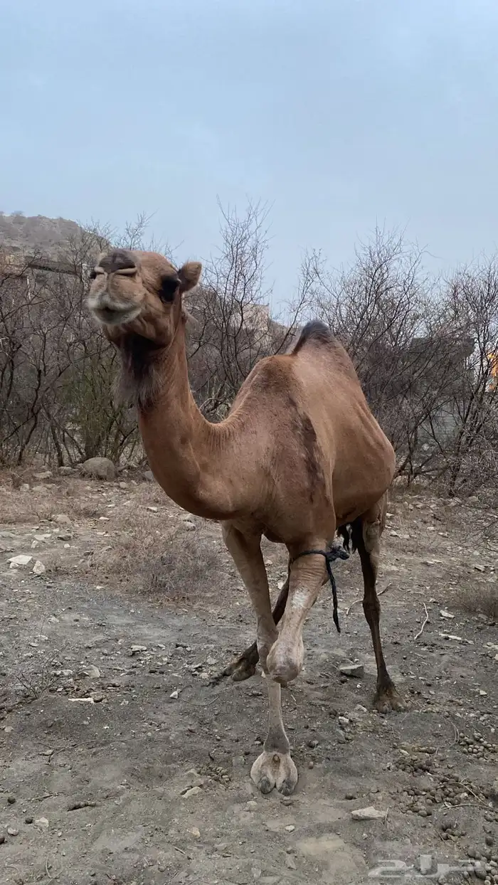ابل عوادي وسواحل 7