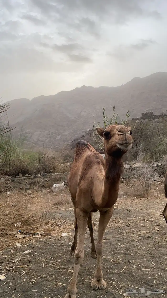 ابل عوادي وسواحل 15
