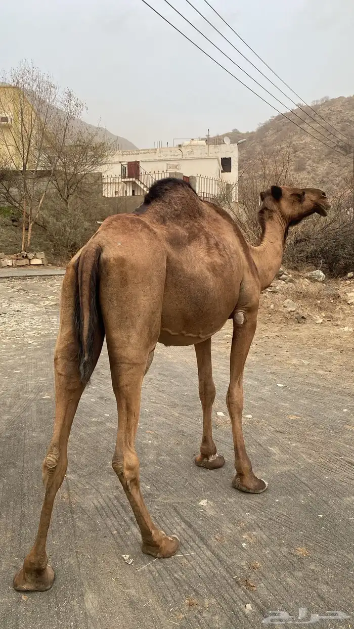 ابل عوادي وسواحل 8