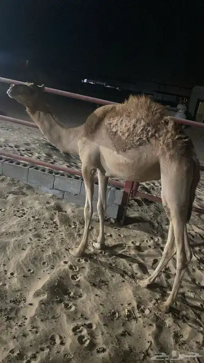 للبيع  قعود عماني بلدي عمرة 8 شهور 0